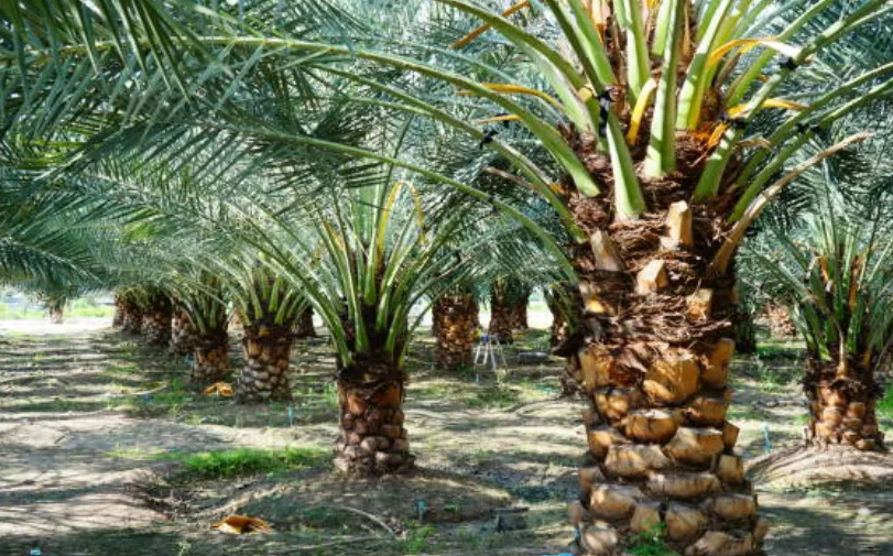 Rows of mature date palms across maintained commercial grounds