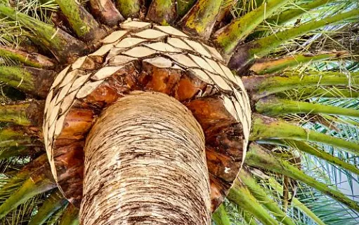 Underside of a date palm crown showing neatly pruned frond bases