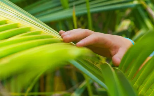 Hand inspecting the leaflets of a palm frond for signs of disease