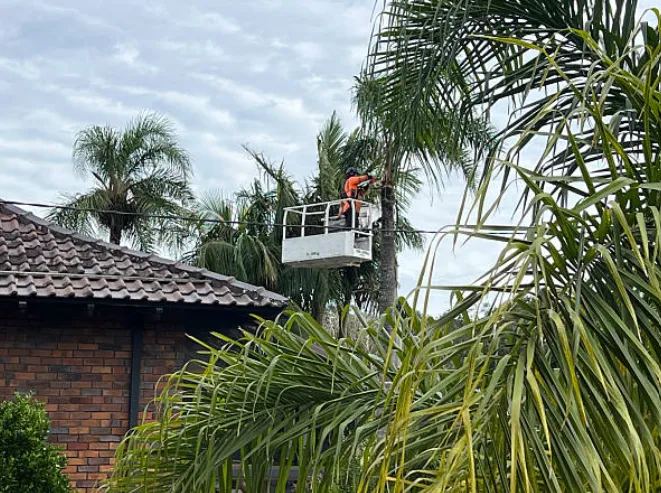 Crew member working from an elevated platform high in a palm beside a Perth home
