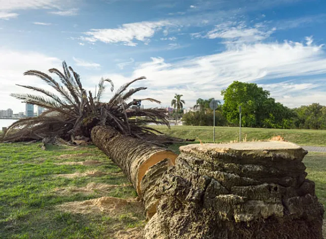 Felled palm trunk and cut stump lying on a grassed Perth foreshore reserve