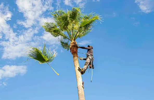 Arborist in a harness climbing a tall fan palm to trim fronds against a blue sky