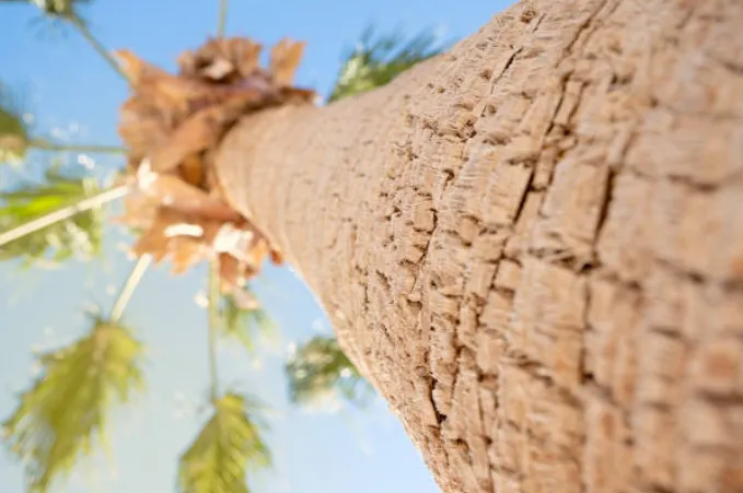 Looking up the trunk of a tall palm from ground level