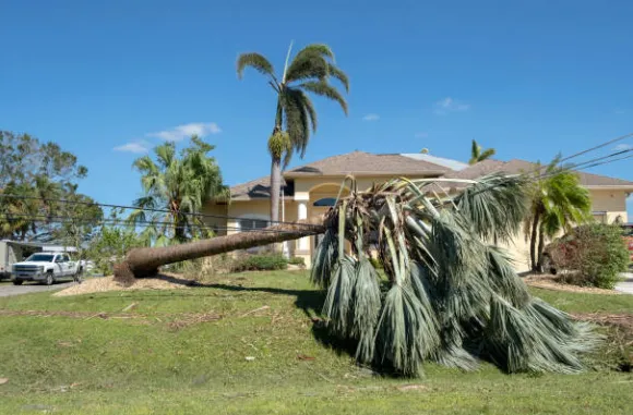 Storm-damaged palm fallen across a front lawn in front of a house